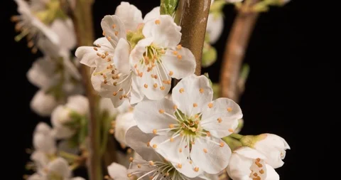 Macro time lapse of a beautiful plum flowers on black background, 4K DCI Vídeo Stock 87877255