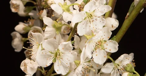 Macro time lapse of a beautiful plum flowers on black background Vídeos de archivo 87878591