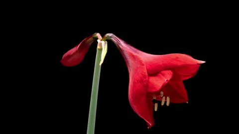 Macro time lapse blooming red Amaryllis Stock Footage 253095056