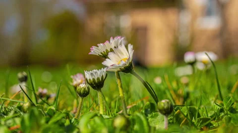 Macro Time-Lapse of Daisy Flower Petals Opening and Closing in Spring Garden Stock Footage 333310676