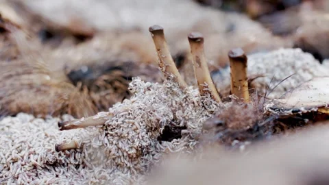 Macro Time Lapse Exposed Ribs on Decomposing Boar Stock Footage 327767988