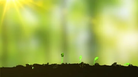 Macro time lapse of fresh cucumber growing. Close-up of the germination and Stock Footage 234745374