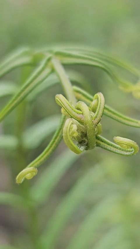 Macro Time Lapse of Green Fern Fiddlehead Unfurling Stock Footage 332472483