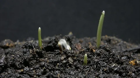 Macro time lapse of growing seeds, millet. Stock Footage 102612711