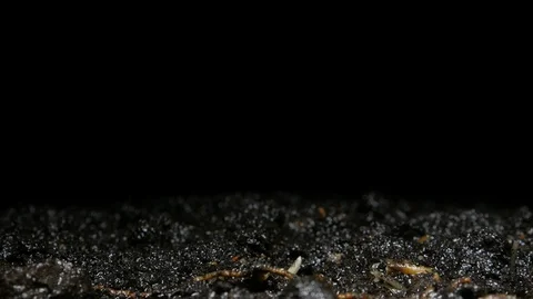 Macro time lapse of growing seeds, millet. Stock Footage 102773024