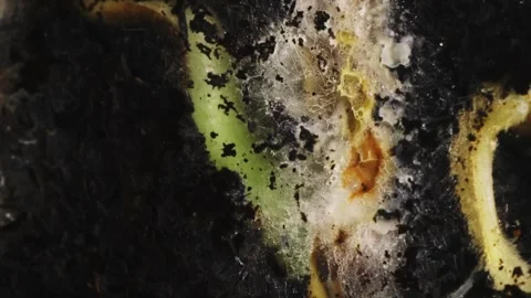 Macro time lapse of haricot bean seed germinating and then rotting because of Stock Footage 345452899