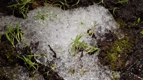 Macro time-lapse of melting snow, ice turning into water, unveiling green grass Stock-Footage 105243823