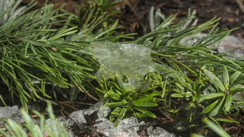 Macro time lapse of melting snow crystals on green plants 库存影片 334798885