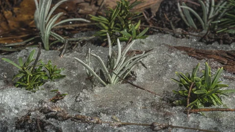 Macro time lapse of melting snow crystals revealing spring vegetation Stock Footage 336432572