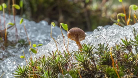 Macro time lapse of melting snow revealing mushroom and spring sprouts Stock Footage 336432601