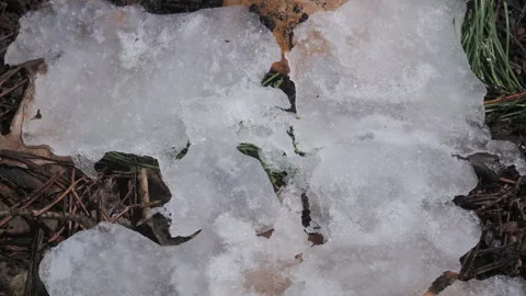 Macro time lapse nature renewal 库存影片 334326385
