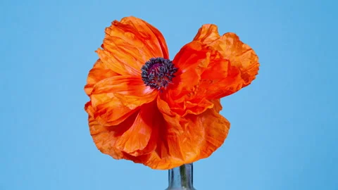 Macro Time Lapse of Opening Garden Poppy Flower, Isolated on Blue Background Stock Footage 274499111