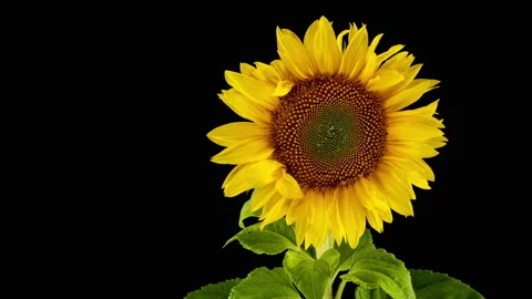 Macro time lapse opening Sunflower Head, isolated on pure black background Stock Footage 208956269