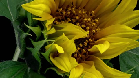 Macro time lapse opening Sunflower Head Stock Footage 209196062
