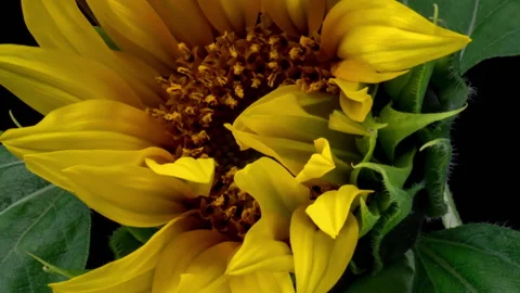 Macro time lapse opening Sunflower Head, isolated on pure black background Stock Footage 239879576