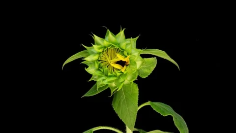 Macro time lapse opening Sunflower Head, isolated on black background, 4k video. Stock Footage 248642173