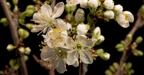 Macro time-lapse of plum flowers growing on a black background Stock Footage 88615571