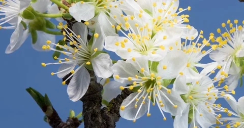 Macro time-lapse of plum flowers growing on a blue background Vídeos de archivo 88615633