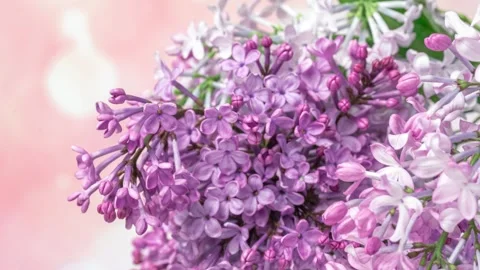 Macro Time Lapse of Purple Lilac Blossoms Opening in Spring Sunlight Stock Footage 341941054
