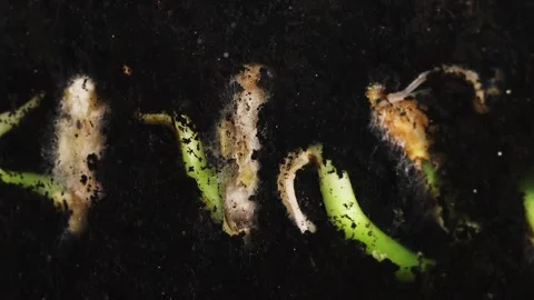 Macro time lapse reveals the full biological arc of haricot bean development Stock Footage 345452982