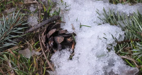 Macro time-lapse shot of shiny melting snow particles and unveiling branch Stock Footage 168484307