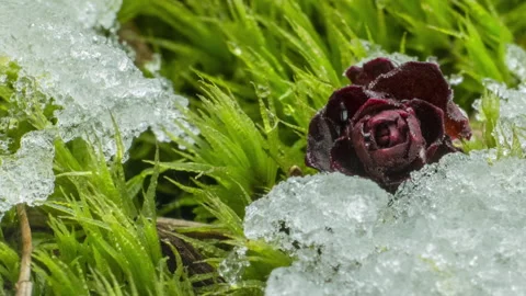 Macro time-lapse shot of shiny melting snow particles Stock Footage 242417364