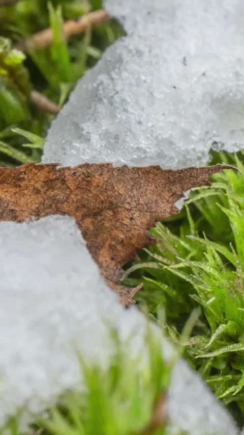 Macro time-lapse shot of shiny melting snow particles Stock Footage 257306635