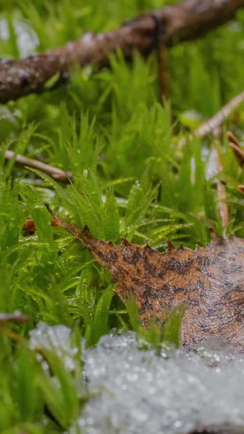 Macro time-lapse shot of shiny melting snow particles Stock Footage 271171897