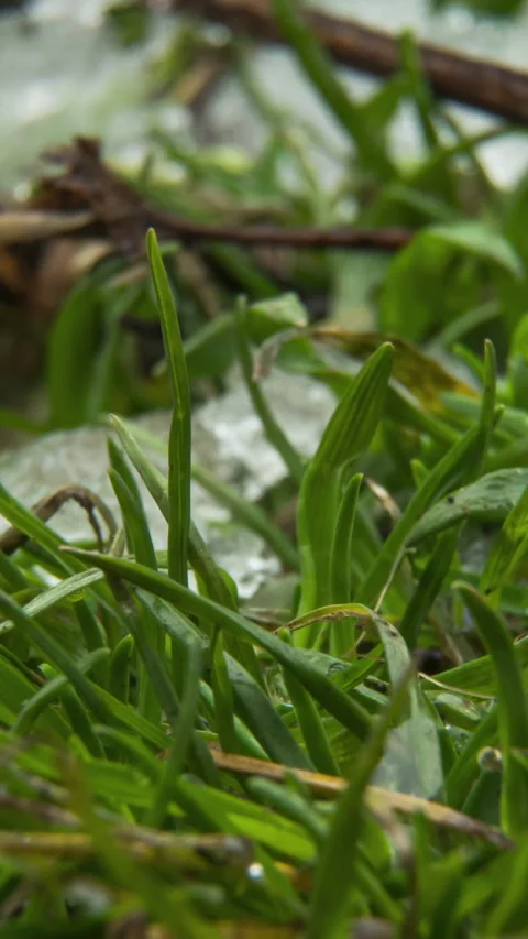 Macro time-lapse shot of shiny melting snow particles turning into liquid water Stock Footage 275017594