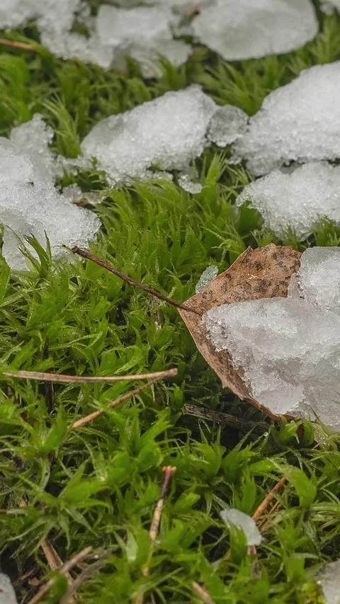Macro time-lapse shot of shiny melting snow particles Stock Footage 275017824