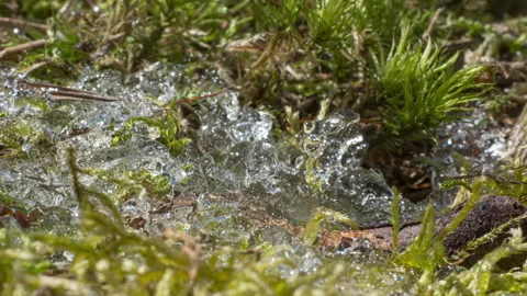 A macro time-lapse showing snow crystals melting to reveal spring vegetation Stock Footage 336950577