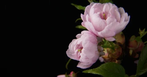 Macro time lapse video of a beautiful Japanese sakura cherry blossom flowering Vídeos de archivo 88432852