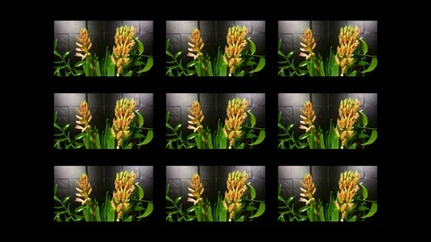 Macro time lapse video of a pink hyacinth flower (Hyacinthus orientalis) in m Stock Footage 86978850