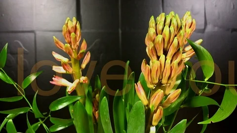 Macro time lapse video of a pink hyacinth flower (Hyacinthus orientalis) with Stock Footage 86981230