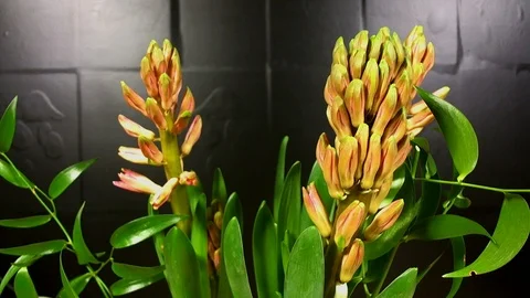 Macro time lapse video of a pink hyacinth flower (Hyacinthus orientalis) with Stock Footage 86997331