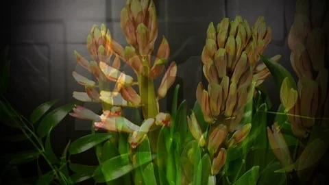 Macro time lapse video of a pink hyacinth flower (Hyacinthus orientalis) with Stock Footage 87002043