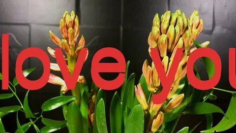 Macro time lapse video of a pink hyacinth flower (Hyacinthus orientalis) with Stock Footage 87003926