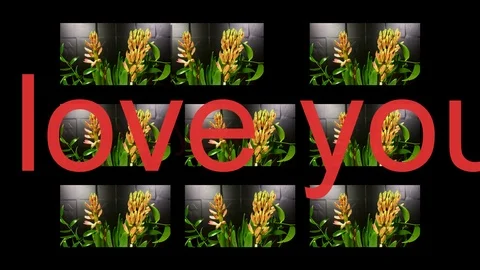 Macro time lapse video of a pink hyacinth flower (Hyacinthus orientalis) with Stock Footage 87010755