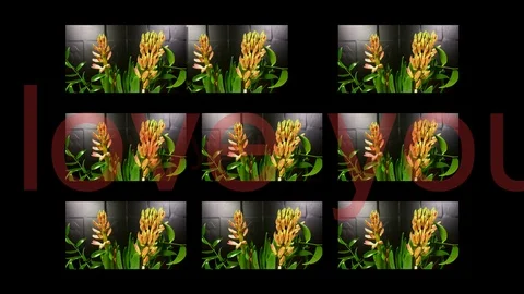 Macro time lapse video of a pink hyacinth flower (Hyacinthus orientalis) with Stock Footage 87025900