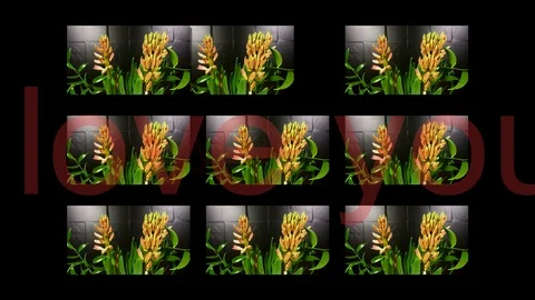 Macro time lapse video of a pink hyacinth flower (Hyacinthus orientalis) with Stock Footage 87052673