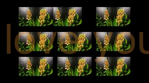 Macro time lapse video of a pink hyacinth flower (Hyacinthus orientalis) with Stock Footage 87184016