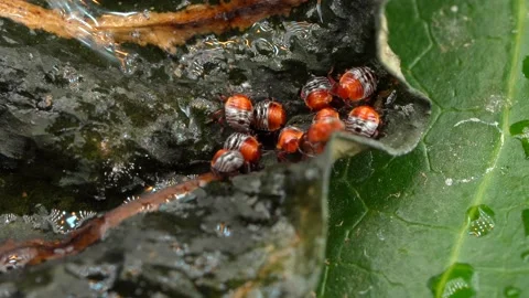 Macro time lapse video shows an active group of small nymph baby shield bugs Stock Footage 139074184