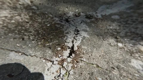 Macro Timelapse of Ants Entering and Exiting Concrete Crack, 2026 Stock-Footage 332167646