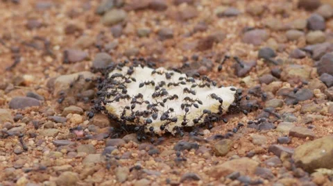 Macro timelapse of black ants eating a waffle on the ground Stock Footage 62712366