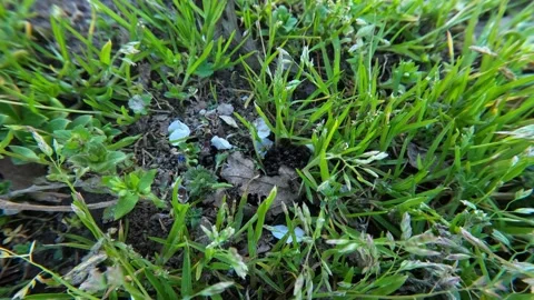 Macro timelapse of black ants entering ground crevice Stock Footage 332167641