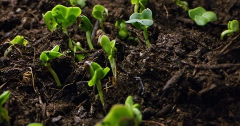 Macro Timelapse: Germination of Seeds from the Earth with Camera Movement Vídeos de archivo 247237450