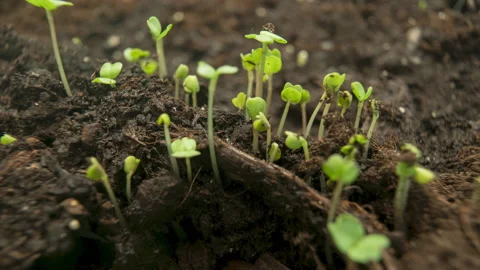 Macro timelapse how arugula grows in the garden Video stock 232461360