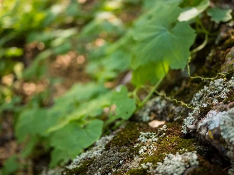 Macro Timelapse of Inch Worm 4.6K Stock Footage 81572486