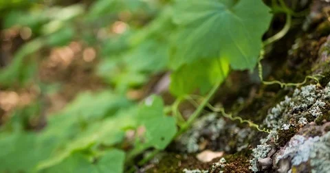 Macro Timelapse of Inch Worm 4K Stock Footage 81538265