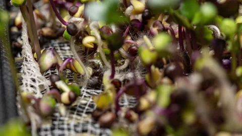Macro timelapse of mixed microgreens growing in a hydroponic system. Seeds Stock Footage 335335429